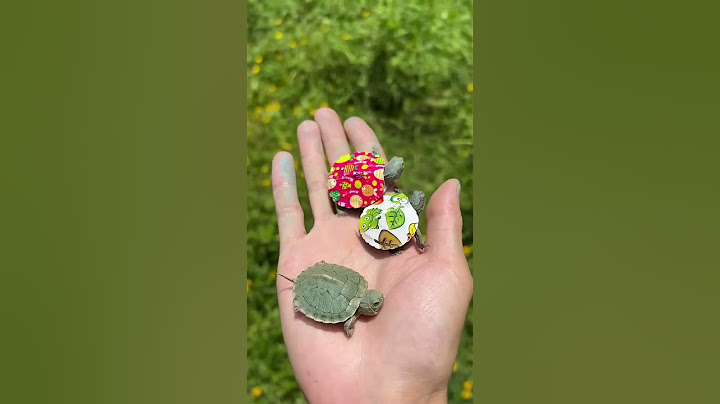 The hard turtle was blasted into pieces| Chinese Mountain Forest Life And Food #MoTiktok