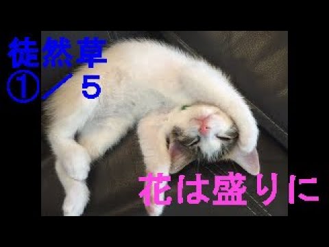 猫爺 じーじ 徒然草 花は盛りに 137段 Youtube