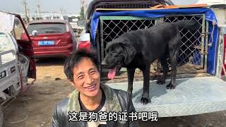 今天的大型犬超级合适，没有超过700的，真的很心动 #小狗崽 #狗市 #看家护院 #自繁自养 #适合家养的大型犬品种推荐