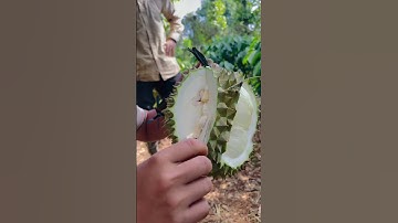 Trái SẦU RIÊNG sượng nước sẽ như thế nào ? #shorts #trending #youtubeshorts