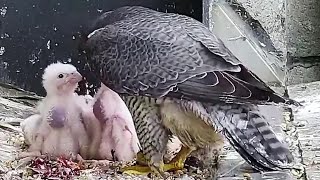 367 Collins Falcons~Prey handover and feeding by Mom~11:49 AM 2021/10/09