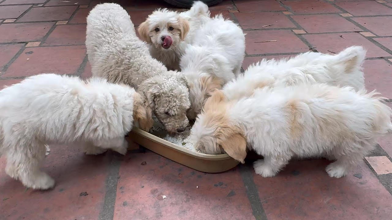 RESCUE DOG'S PUPPY'S A delicious breakfast - YouTube