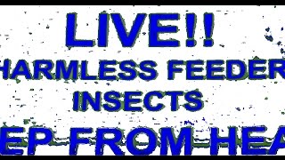 200 Dubia Roaches, Unboxing and Brief Review