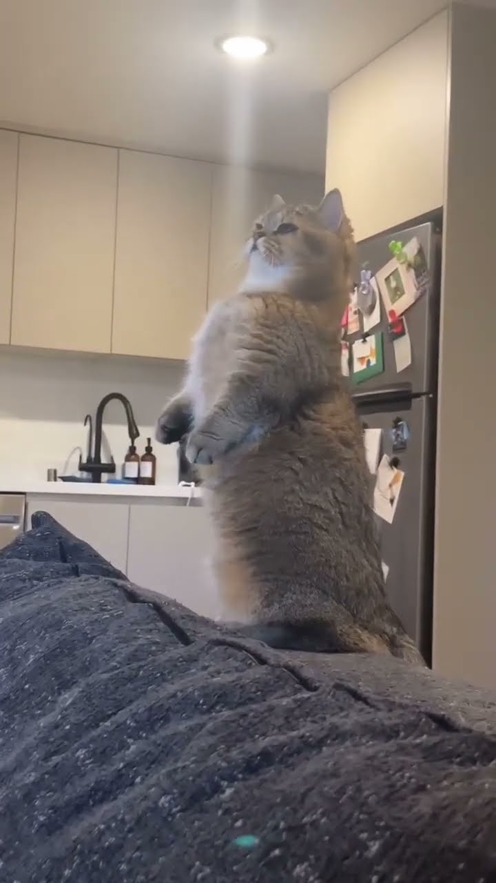 Très drôle le chat