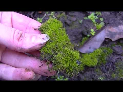 Vídeo: Growing Moss: Como cultivar musgo no jardim
