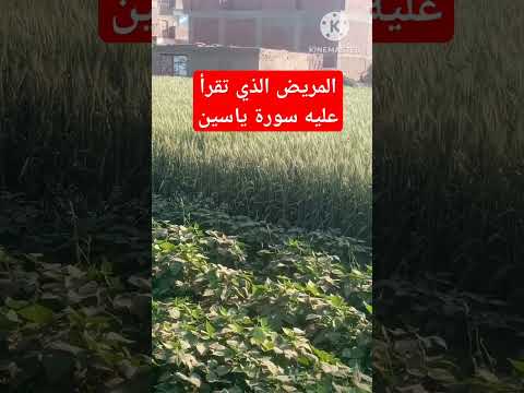 المريض الذي تقرأ عنده سورة ياسين استمع لحديث الشيخ محمد متولي الشعراوي في ذلك من علم وعظة