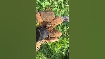 Found a Fat Silver Ring with the XP Deus 2!