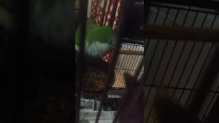 Dog steals bird food