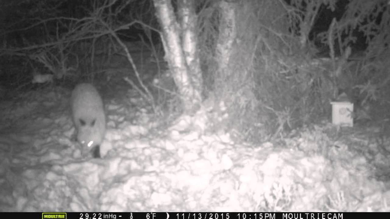 Trailcam 'Snowset' fox catch
