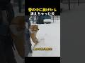 雪の中に投げたら消えちゃった犬