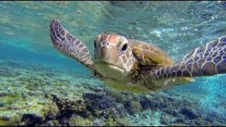 The Great Barrier Reef of Australia  Underwater Life Great Barrier Coral Reef (HD)