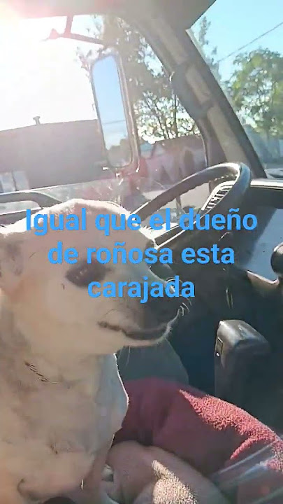 # perro bravo
