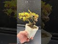 山もみじのハカマ残し芽摘みやってみた #盆栽 #bonsai