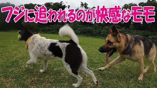 シェパードのフジに追いかけられるのが快感な雑種犬モモ【ジャーマンシェパードと雑種犬と琉球犬の田舎暮らし】