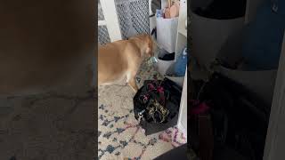 Dog Alerts Owner to Low Blood Sugar Then Fetches Her a Juice