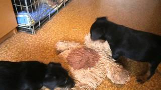 Продолжение О Щенках