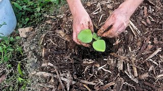 Lasagna Gardening: How To Build A No Dig Garden For Free (Full Presentation)