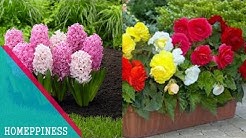 MUST WATCH !!! Top 10 Flowers For Balcony Garden 