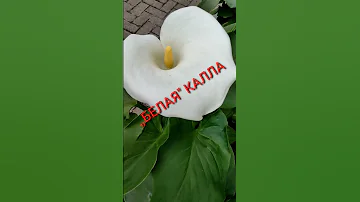 Самое главное условие чтобы  калла хорошо развивалась.....