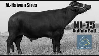 NI-75 | Al-Haiwan Sires Buffalo Bull | Best Semen company in Pakistan | Semen Selection