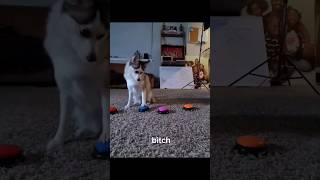 She Said It, I Didnt... This Dog Is Wild...