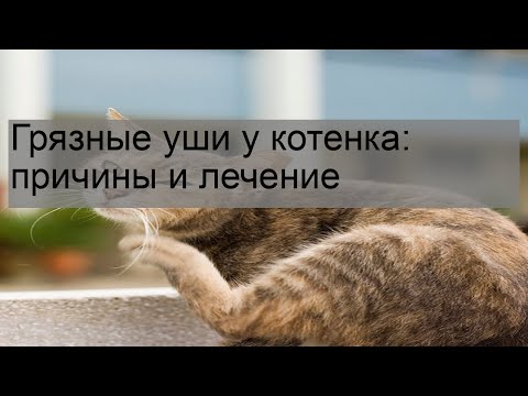 Грязные уши у котенка: причины и лечение