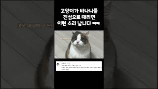 이빨 꽉 깨물고 냥펀치 날리는 고양이 댓글반응 #shorts