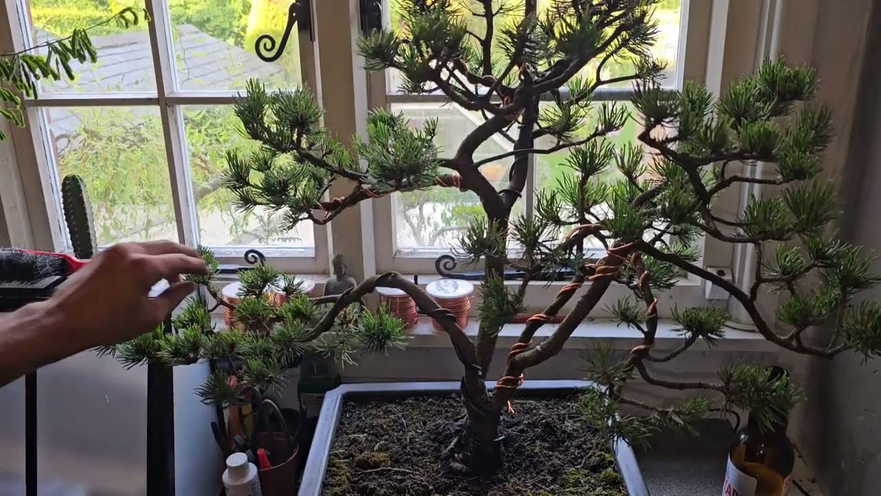 Mugo Pine Bonsai Tree Shaping & Pinching out Needles YouTube