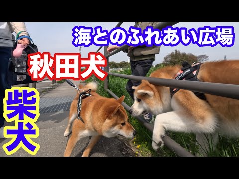 【柴犬】秋田犬と初めてのふれあい！in大阪堺市