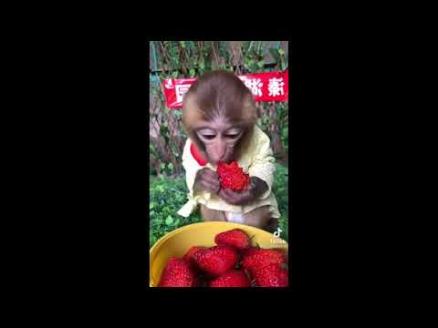 MEYMUN ÇİYƏLƏK YEYİR   THE MONKEY EATS STRAWBERRIES