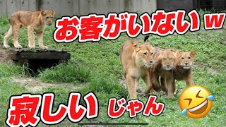 誰もいないw寂しいじゃん🤣【皆んな見に来てね💕】 #のんほいパーク #ライオン #アース #旭山動物園 #桐生が岡動物園 #安佐動物園 #lion  #茶臼山動物園  #ほんわか #雨 #家族 #雨