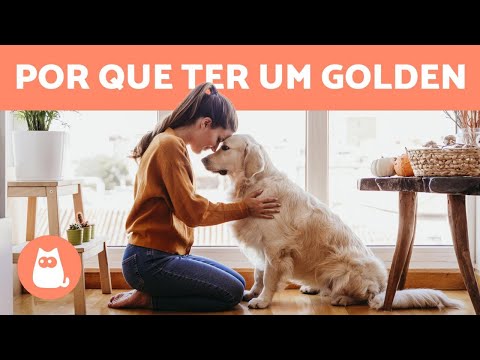 VANTAGENS de adotar um GOLDEN RETRIEVER 🐶✅ (5 RAZÕES)