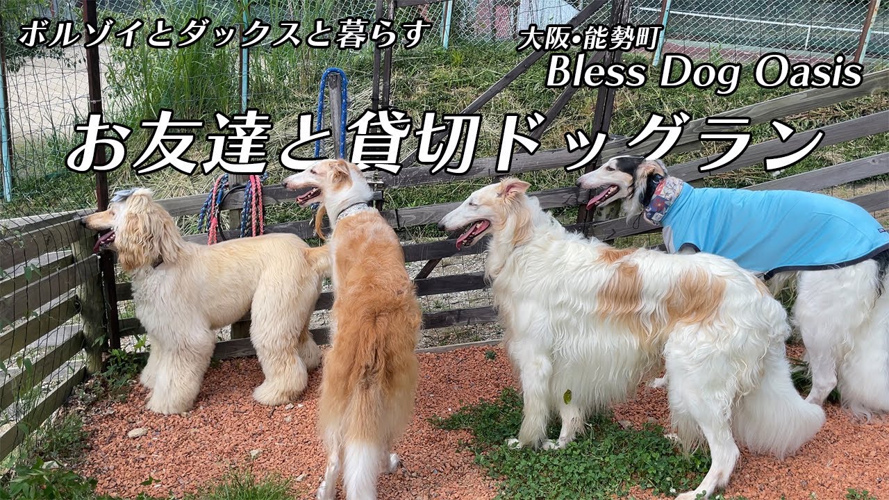 ボルゾイとアフガン合計１０頭でbless Dog Oasisにお邪魔しました 久しぶりのお出かけ動画です Youtube