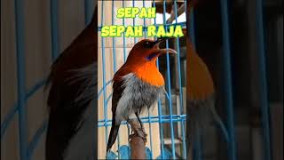 Burung Sepah raja#kacer
