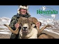 Riesenschafe in Kirgisistan - Jagdreise auf Argali und Steinbock