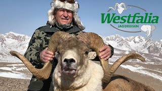 Riesenschafe in Kirgisistan - Jagdreise auf Argali und Steinbock