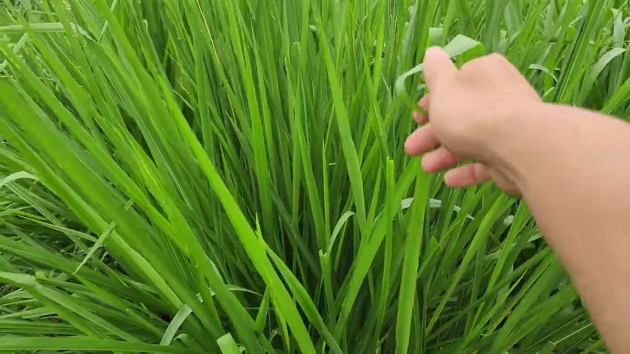 Kinh Nghiệm Chăm Sóc Cỏ Ghine Mombasa - Cỏ Sả Lá Lớn vụ đông