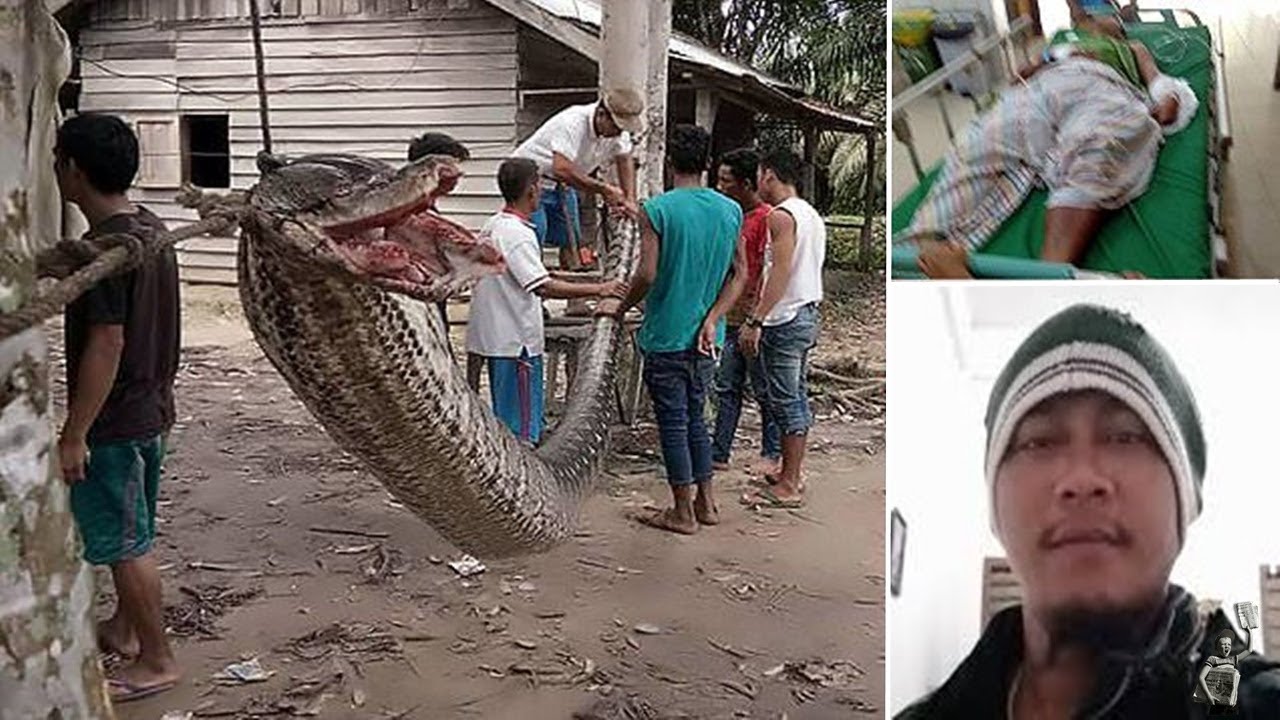 Man wins fight to the death with 25ft python he encountered on way home ...