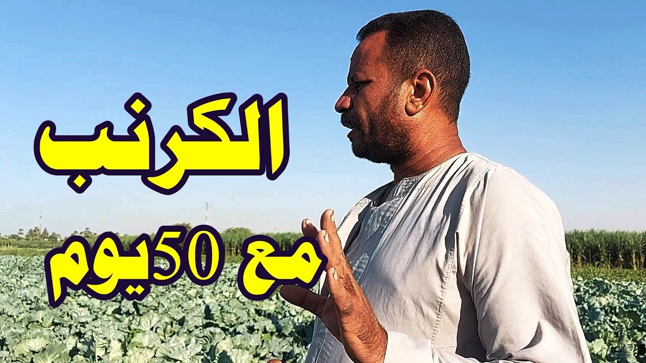 زراعة الكرنب بعد 50 يوم☝وأفضل معاملات