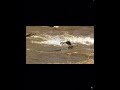 Crocodiles attack wildebeests 🐊