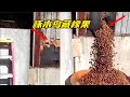 为了藏橡果 啄木鸟无所不用其极 男子用刀划开后震惊了 为了藏橡果 啄木鸟无所不用其极 男子用刀划开后震惊了