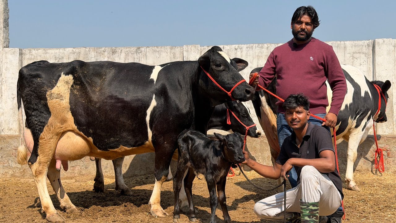 Heavy Milk HF Cow + Healthy Calf 🥛 | Direct Farm Deal || Hussain Dairy Farm