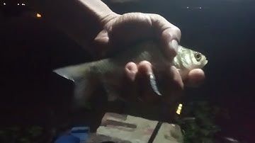 Điểm Câu Cá Diếc Mới Cho Anh Em Vào Lúc Trời Tối | Câu Cá Diếc Mùa Đông