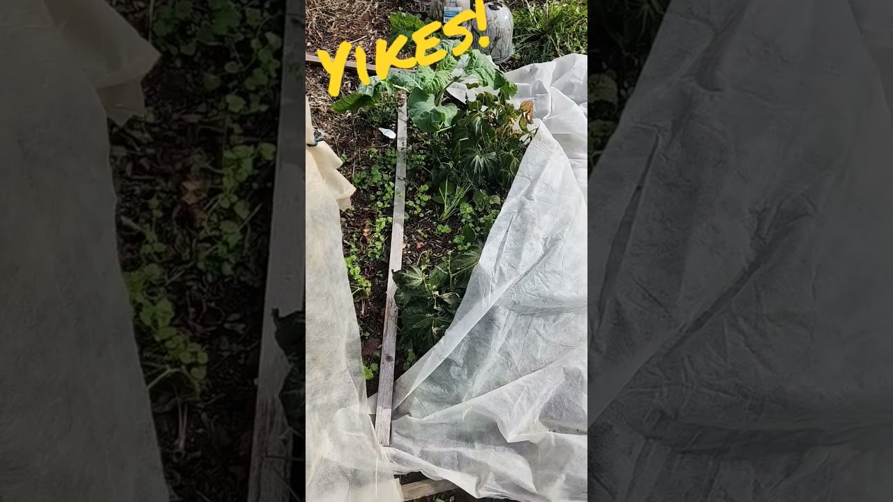 Green Beans Hit By Frost! Noooooo 🥶