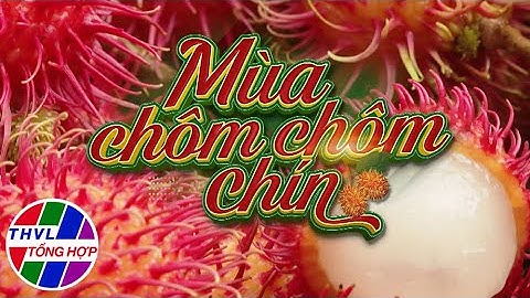 Nhịp sống đồng bằng: Mùa chôm chôm chín
