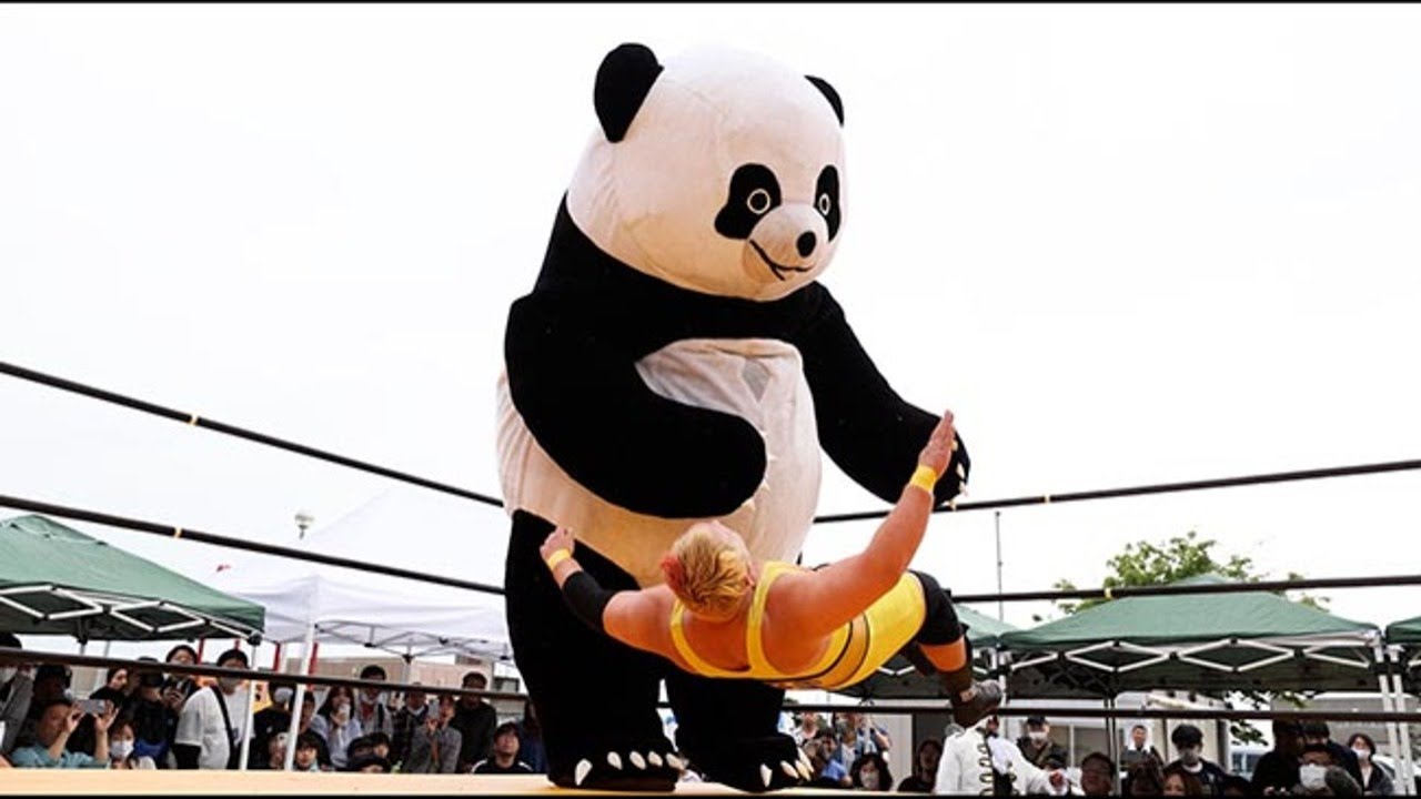 パンダプロレス 直接受渡し Andre the Giant Panda to appear at a pro wrestling tournament in