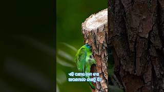 ଏ ପକ୍ଷୀର ନାମ କ'ଣ?#blogs #youtubeshorts #khordha #binkudia