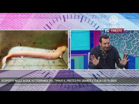 SCOPERTO NELLE ACQUE SOTTERRANEE DEL TIMAVO IL PROTEO PIU' GRANDE D'ITALIA | 22/11/2025