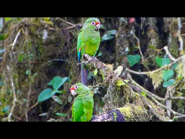 El Oro Parakeet by Charlie Vogt/Andean Birding class=