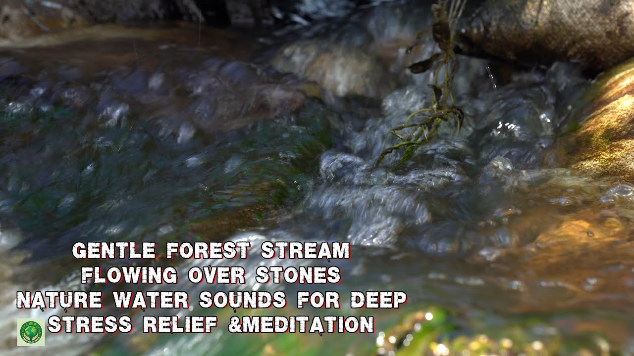 Gentle Forest Stream Flowing Over Stones 🌿 Nature Water Sounds for Deep  Stress Relief &Meditation